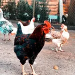 Stajnia Kaliska Farm stay Lochow