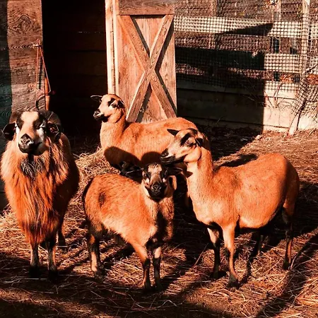 Alojamento de Turismo Rural Stajnia Kaliska
