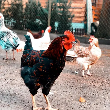 Stajnia Kaliska 팜스테이 Łochów