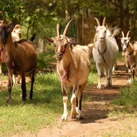 Stajnia Kaliska * Łochów