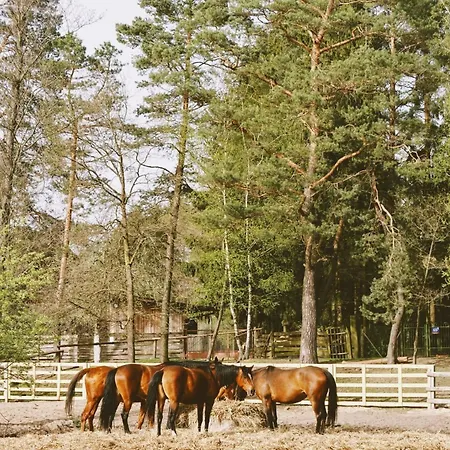 팜스테이 Stajnia Kaliska