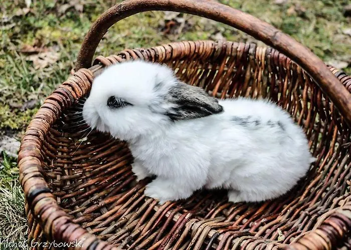 Gospodarstwo agroturystyczne Stajnia Kaliska