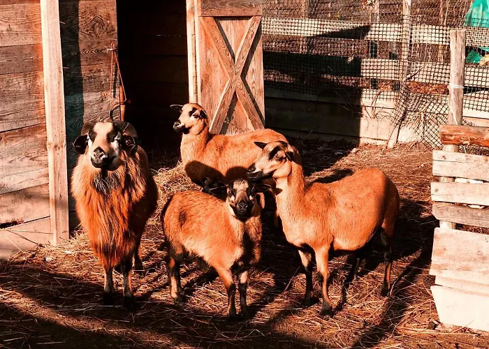Alojamento de Turismo Rural Stajnia Kaliska