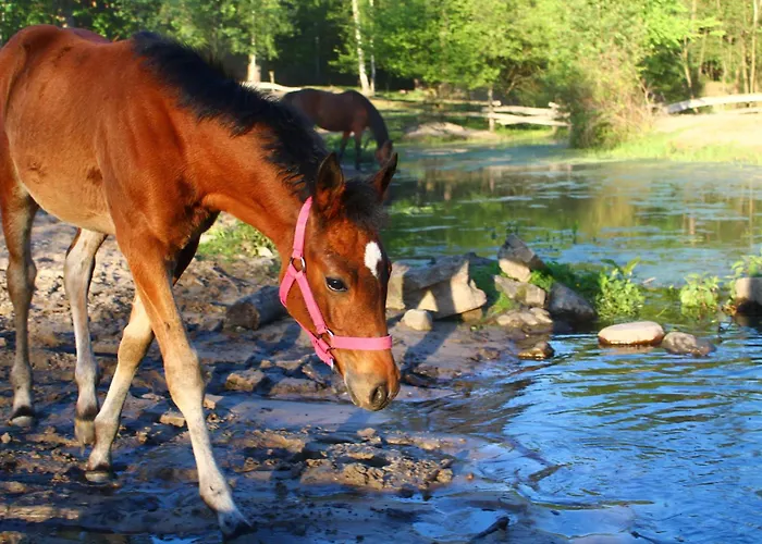 Alojamento de Turismo Rural Stajnia Kaliska *