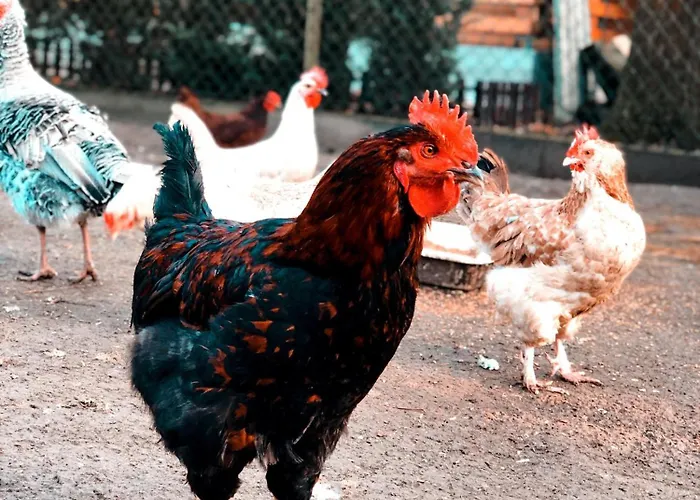 Stajnia Kaliska Gospodarstwo agroturystyczne Łochów