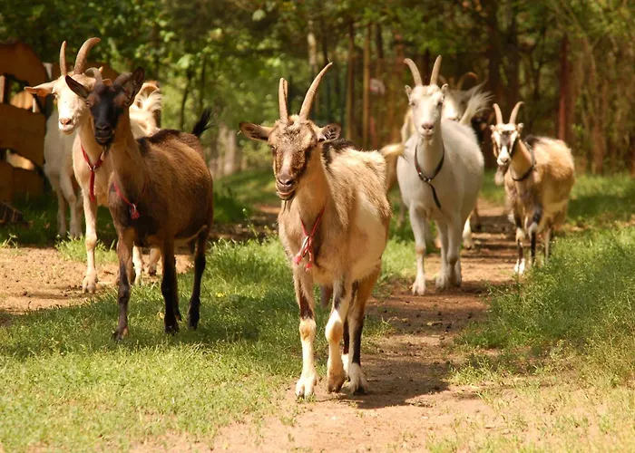 Stajnia Kaliska * Łochów